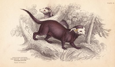 Żubr większy, Gallictis vittata. Ręcznie kolorowany staloryt Lizarsa na podstawie ilustracji Charlesa Hamiltona Smitha z William Jardine