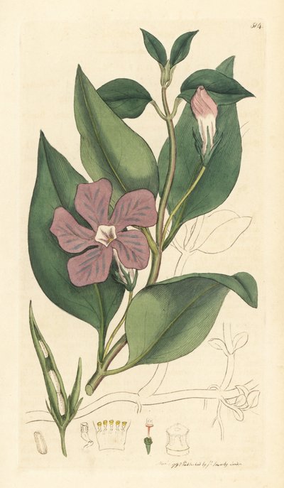 Barwinek większy, Vinca major (barwinek wielki) Ręcznie kolorowany miedzioryt według rysunku Jamesa Sowerby
