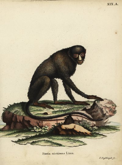 Małpa człekokształtna lub małpa człekokształtna. Cercopithecus nictitans. Simia Nictitans Linn. Ręcznie kolorowany miedzioryt Johanna Nussbiegela pochodzący z "Animal Illustrations after Nature, or Schreber