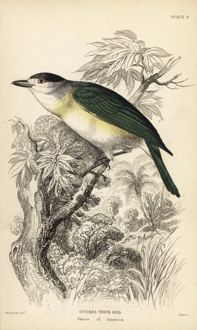 Bekard zielonogrzbiety, Pachyramphus viridis (Cuvier