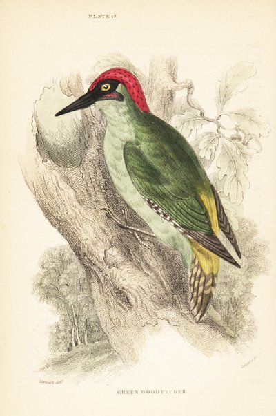 Dzięcioł zielony., Picus viridis, siedzący na drzewie.1889 (rycina) autorstwa Unbekannter Künstler