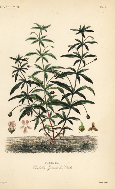 Kwiat zielonofioletowy lub garbaty, Hybanthus calceolaria, Pombalia ipecacuanha, Pombalie autorstwa Unbekannt