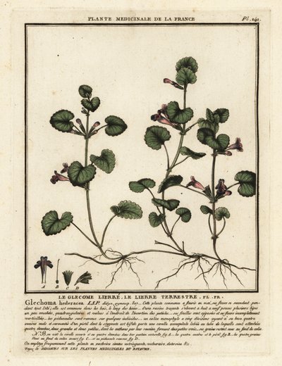 Bluszcz mielony, Glechoma hederacea. autorstwa Unbekannter Künstler