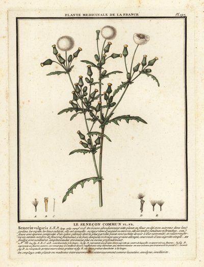 Groundsel, Senecio vulgaris. autorstwa Unbekannter Künstler
