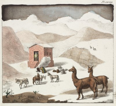 Guanacos, Dolina Jaskiń, Andy, Chile autorstwa Unbekannter Künstler