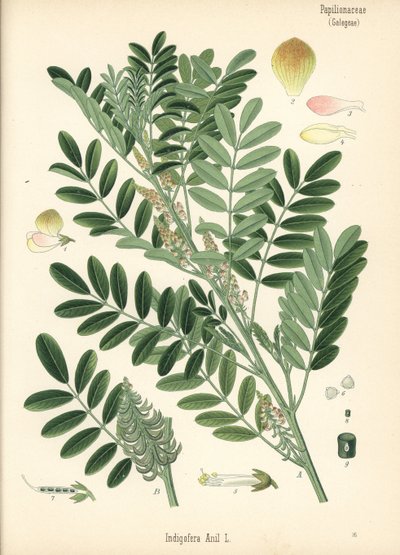 Indygo gwatemalskie lub indygo drobnolistne, Indigofera suffruticosa (Indigofera anil). Chromolitografia na podstawie ilustracji botanicznej z Roślin leczniczych Hermanna Adolpha Koehlera, pod redakcją Gustava Pabsta, Koehler, Niemcy autorstwa Unbekannter Künstler