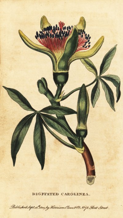Kasztan z Gujany, Pachira aquatica. 1800 (grawerowanie) autorstwa Unbekannter Künstler