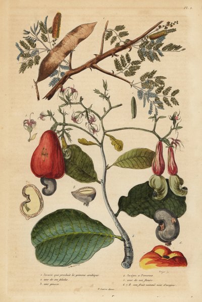 Guma arabska, Senegalia senegal (Acacia verek) 1,2,3 i orzech nerkowca, Anacardium occidentale 4,5,6 autorstwa Unbekannt
