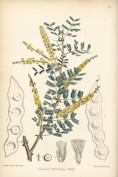 Guma arabska, guma verek lub guma hashab, Acacia senegal. Ręcznie kolorowana litografia autorstwa Hanharta na podstawie botanicznej ilustracji Davida Blaira z "Medicinal Plants" Roberta Bentleya i Henry