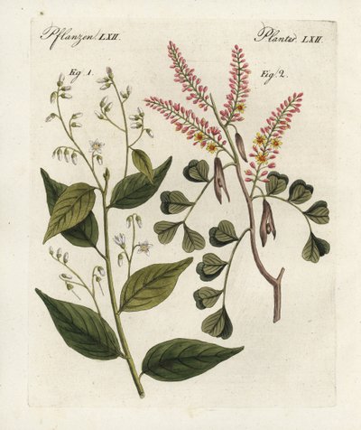 Drzewo benzoesowe, Styrax benzoin 1, i drzewo kłodowe, Haematoxylon campechianum 2. Ręcznie kolorowany miedzioryt pochodzący z "Bilderbuch fur Kinder" (Książka obrazkowa dla dzieci) Bertucha, Weimar. autorstwa Unbekannter Künstler