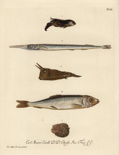 Gurnard, gatunek Chelidonichthys 1, iglicznia, Belone belone 2, krowiak długorogi, Lactoria cornuta 3, śledź, Clupea harengus 4, i jeżozwierz z kilkoma kolcami, Chilomycterus reticulatus 5. Ręcznie kolorowany miedzioryt według ilustracji Johanna autorstwa Unbekannter Künstler