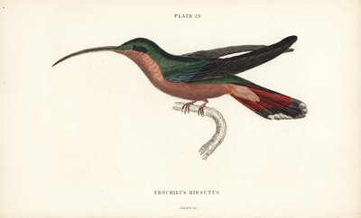 Koliber włochaty, Glaucis hirsutus (pustelnik Rufos, Trochilus hirsutus). Ręcznie kolorowana stalowa rycina autorstwa Williama Lizarsa z Sir William Jardine
