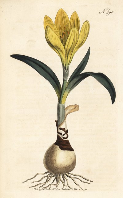 Żniwiarz - Żonkil jesienny, Sternbergia lutea (Amarylis żółty, Amaryllis lutea) - Ręcznie kolorowany miedzioryt z magazynu botanicznego Williama Curtisa, Londyn autorstwa Unbekannter Künstler