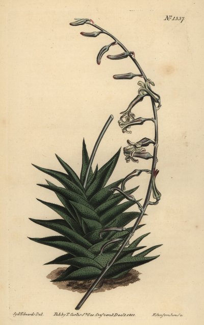 Haworthia viscosa (sztywny aloes liściasty, aloes sztywny) autorstwa Unbekannt