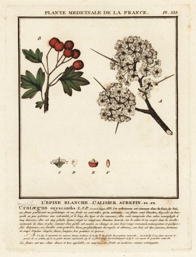 Głóg, Crataegus rhipidophylla autorstwa Unbekannter Künstler