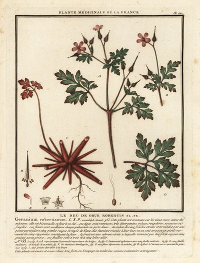 Herb-Robert, Geranium robertianum. autorstwa Unbekannter Künstler