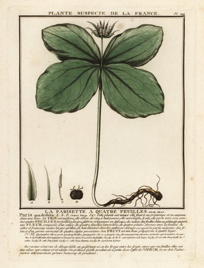 Herb-paris, kwadryfolia paryska. autorstwa Unbekannter Künstler