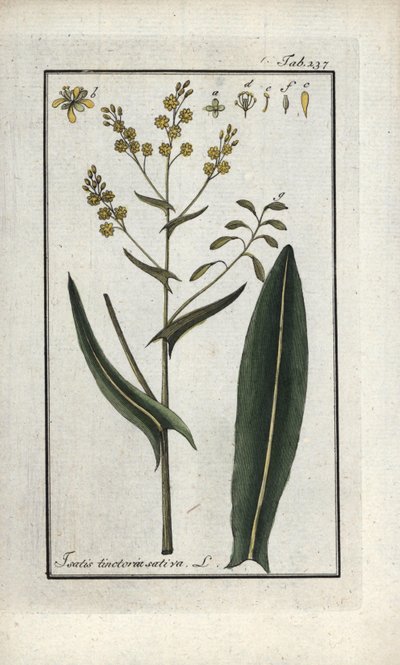 Ziele świętego Filipa (Isatis tinctoria sativa). Litografia z "Afbeelding der Artseny-Gewassen" Johannesa Zorna (1739-1799), Holandia autorstwa Unbekannter Künstler