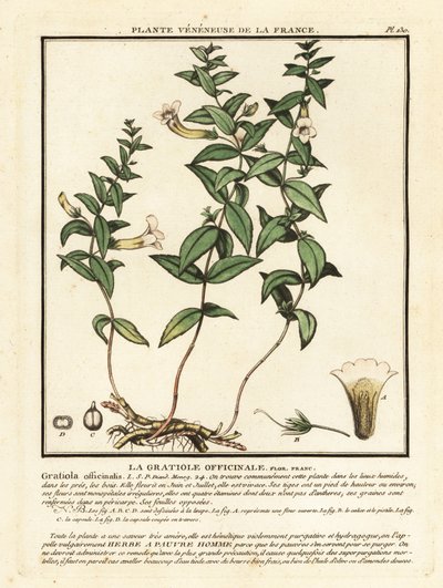 Zioło łaski, Gratiola officinalis. autorstwa Unbekannter Künstler