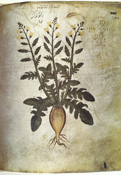 Zioła Rzepa (radis) autorstwa Unbekannt