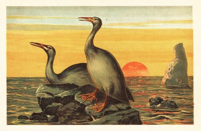 Hesperornis regalis, wymarły ptak przypominający kormorana.1908 (litografia) autorstwa Unbekannter Künstler