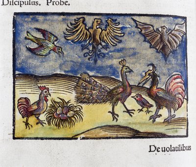 Historia naturalna, zoologia XVI wieku: ptaki i nietoperze autorstwa Unbekannt