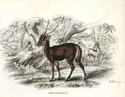 Jeleń szlachetny, Axis porcinus, zagrożony wyginięciem. Ręcznie kolorowana litografia autorstwa Gebharta z Galerii Historii Naturalnej Georga Friedricha Treitschke, Naturhistorischer Bildersaal des Thierreiches, Liepzig-1842. autorstwa Unbekannter Künstler