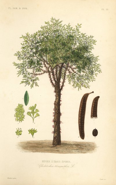 Szarańcza lub drzewo akacjowe, Gleditsia triacanthos, Gleditsia triacanthos, Fevrier a trois epines autorstwa Unbekannt