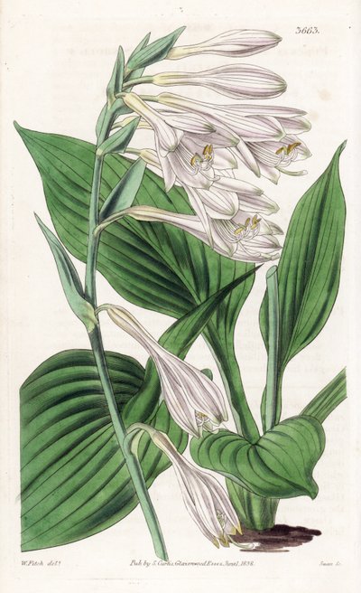 Hosta z Japonii - Hosta sieboldii (funkia dr Siebolda, Funkia sieboldiana). Ręcznie kolorowany miedzioryt według ilustracji botanicznej Waltera Fitcha z William Jackson Hooker