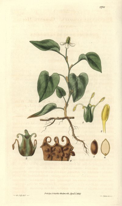 Houttuynia ma białe kwiaty, z detalami owoców, słupka i etaminy. Odmiana pochodząca z Azji. Ilustracja Wiliama Jacksona Hookera (1785-1865), brytyjskiego botanika i pisarza, profesora Uniwersytetu w Glasgow (Szkocja) i redaktora Curtis
