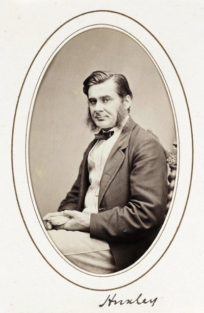Huxleya, ok. 1865 r autorstwa Unbekannt