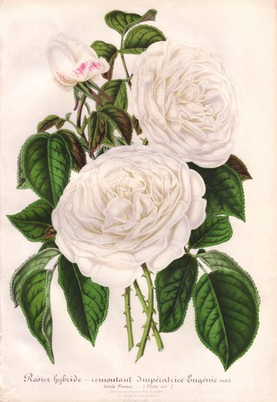 Hybrydowa biała róża, Imperatrice Eugenie, Cesarzowa Eugenia. Chromolitografia narysowana i litografowana przez L. Stroobanta dla "L