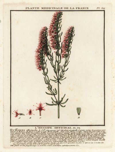 Hyzop, Hyssopus officinalis. autorstwa Unbekannter Künstler
