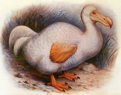 Ilustracja/Didus solitarius/Biały Dodo Zjazdu/Samotności autorstwa Unbekannt