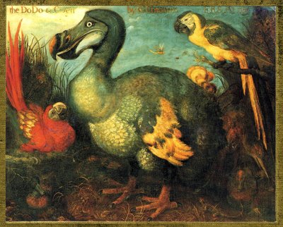 Ilustracja/Raphus cucullatus/Dodo z Mauritiusa/Dronte autorstwa Unbekannt