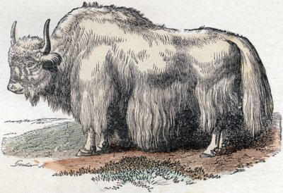 Ilustracja do "Alfabetu Buffona" autorstwa Unbekannter Künstler