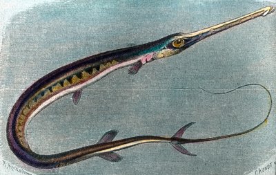 Ilustracja przedstawiająca włócznika (Xiphias gladius) autorstwa Unbekannter Künstler
