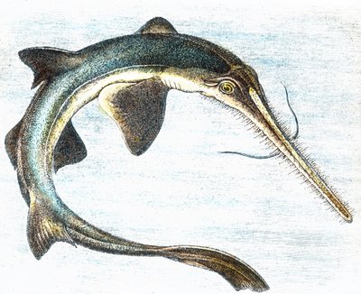 Ilustracja przedstawiająca włócznika (Xiphias gladius) autorstwa Unbekannter Künstler