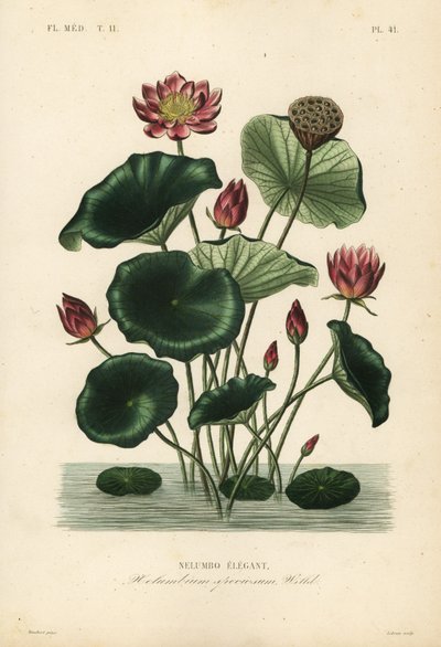 Lotos indyjski, Nelumbo nucifera, Nelumbium speciosum, Nelumbo elegantus autorstwa Unbekannt