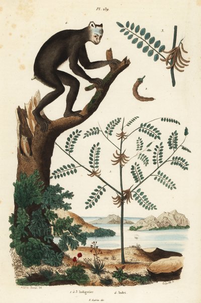 Roślina indygo, Indigofera atropurpurea 1-3 oraz indri lub babioto, Indri indri, krytycznie zagrożony lemur 4 autorstwa Unbekannt