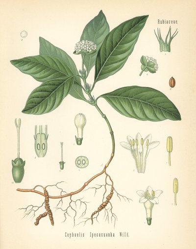 Ipecacuanha, Carapichea ipecacuanha (Cephaelis ipecacuanha). Chromolitografia na podstawie ilustracji botanicznej z Roślin leczniczych Hermanna Adolpha Koehlera, pod redakcją Gustava Pabsta, Koehler, Niemcy autorstwa Unbekannter Künstler