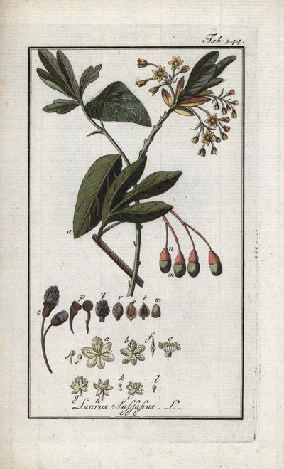 Wawrzyn szlachetny (Sassafras albidum). Litografia z "Afbeelding der Artseny-Gewassen" Johannesa Zorna (1739-1799), Holandia autorstwa Unbekannter Künstler