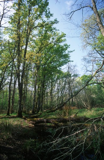 Włochy, region Lacjum, Park Narodowy Circeo, staw w Rezerwacie Biosfery autorstwa William M. Timlin
