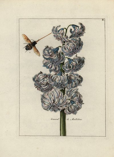 Hiacynt (lub hiacynt), variete general by Maillebois, z pszczołą - Litografia przypisywana Paulowi Theodorowi van Brussel (1754-1795), autorowi bukietu na okładce, lub A.Bres., pod wpływem Nicolasa Roberta (1614-1685), opublikowana w "Nederlandsch Bloemwer autorstwa Unbekannter Künstler