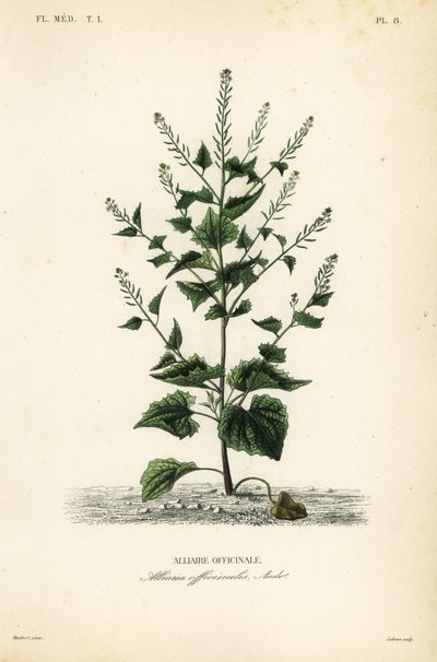 Musztarda Jack-by-the-hedge lub czosnkowa, Alliaria petiolata, Alliaria officinalis, Alliaire officinale autorstwa Unbekannt