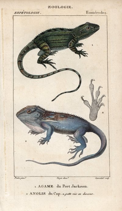 Gekon przylądkowy, agama z Port Jackson, Amphibolurus muricatus i gekon przylądkowy, anolis przylądkowy, Lygodactylus capensis. Ręcznie kolorowany miedzioryt ze "Słownika nauk przyrodniczych" Jussieu z lat 1816-1830. Tomy poświęcone rybom i gadom autorstwa Unbekannter Künstler