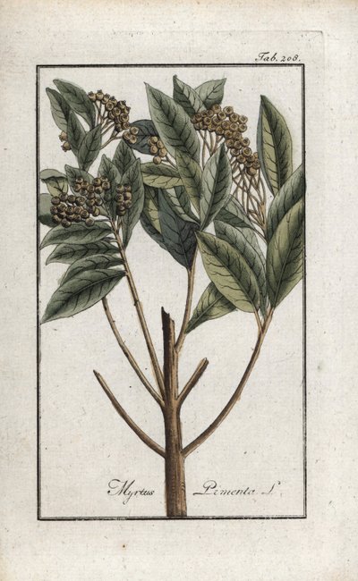 Pieprz jamajski lub cztery przyprawy lub pieprz giroflee (Pimenta dioica). Litografia z "Afbeelding der Artseny-Gewassen" autorstwa Johannesa Zorna (1739-1799), Holandia autorstwa Unbekannter Künstler