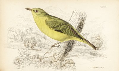 Jawajskie oko białe, Zosterops flavus (żółte oko białe, Zosterops flava). Ręcznie kolorowana stalowa rycina autorstwa Williama Lizarsa według Williama Swainsona z Naturalist