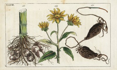 Topinambur (karczoch jerozolimski), korzeń Helianthus tuberosus autorstwa Unbekannter Künstler
