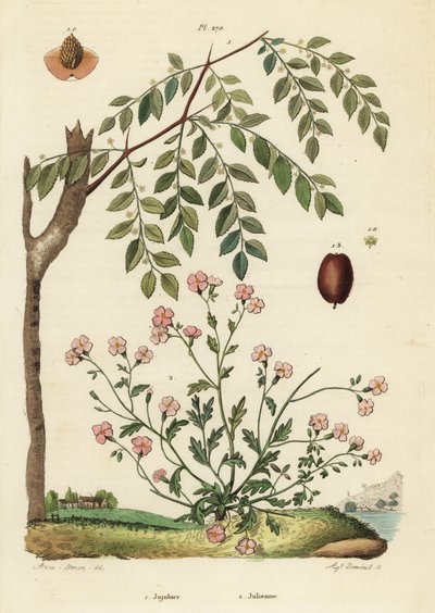 Jujube lub chińska data, Ziziphus jujuba 1 i Virginia stock, Malcolmia maritima 2 autorstwa Unbekannt